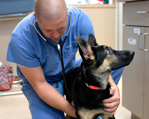 Dr. Moorer examining canine patient