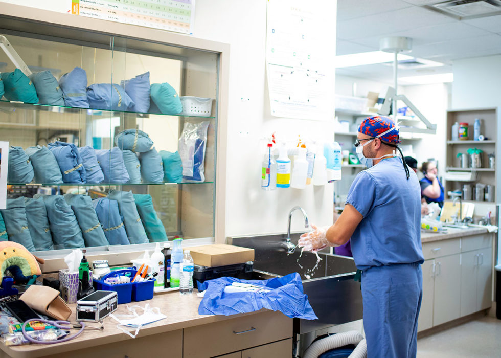 Best Mobile Veterinary Surgeon In Denver, CO