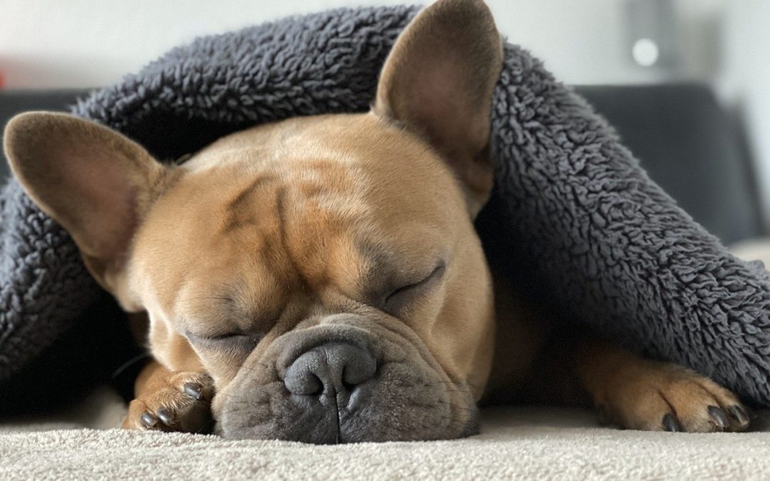 french bulldog asleep under a blanket