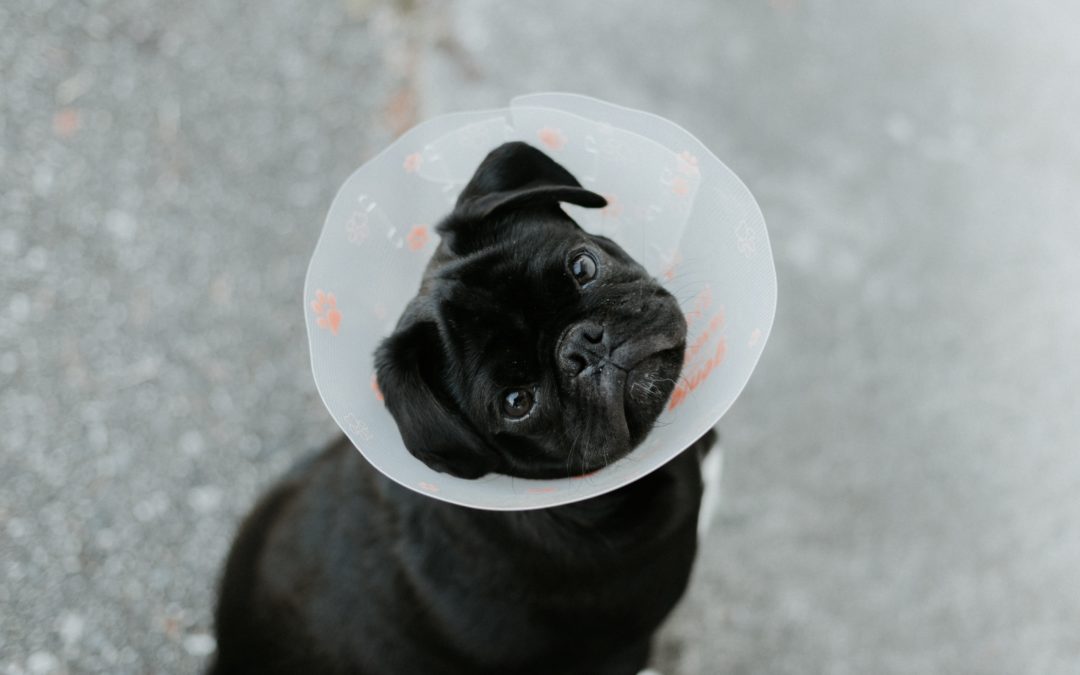 Black pug with surgery cone on head