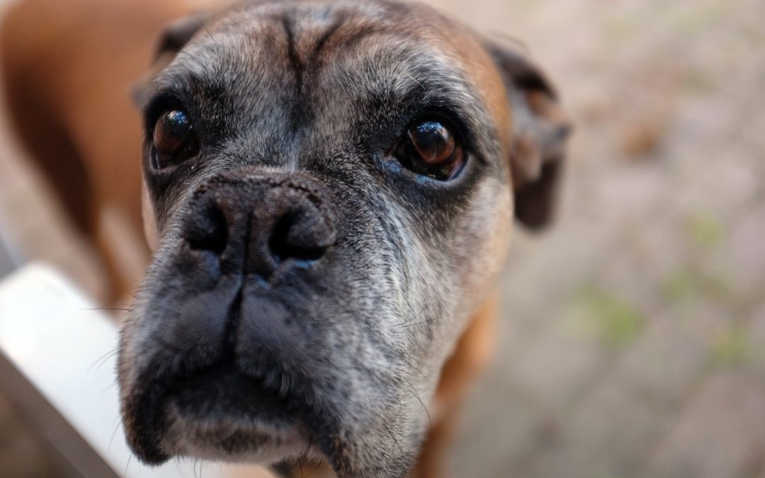 5 Tips to Ensure Your Senior Pet Stays Mobile